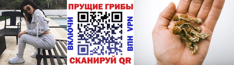 магазин продажи наркотиков  Абинск  Галлюциногенные грибы GOLDEN TEACHER 